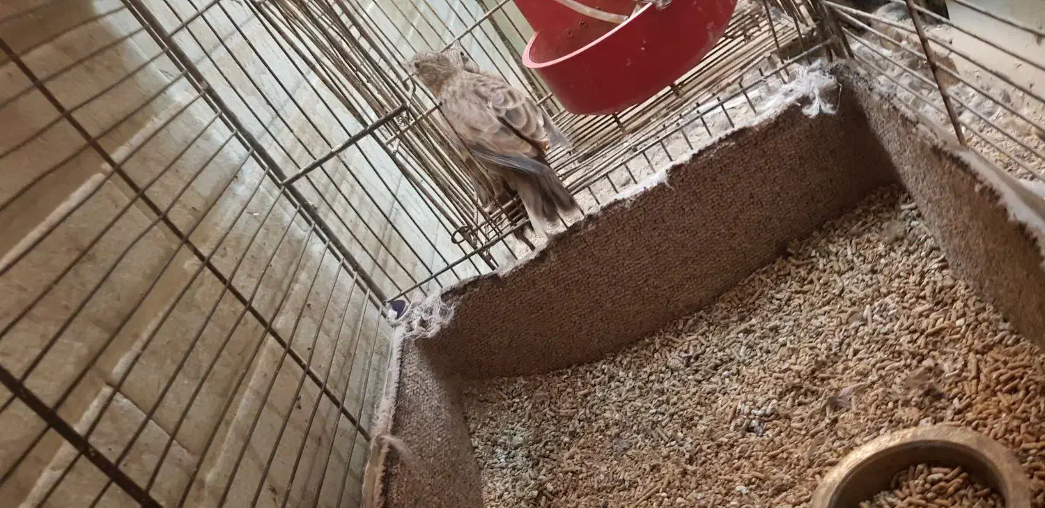 سهره خاکی قناری طوطی عروس هلندی|پرنده|اهواز, فاز ۱ پادادشهر|دیوار