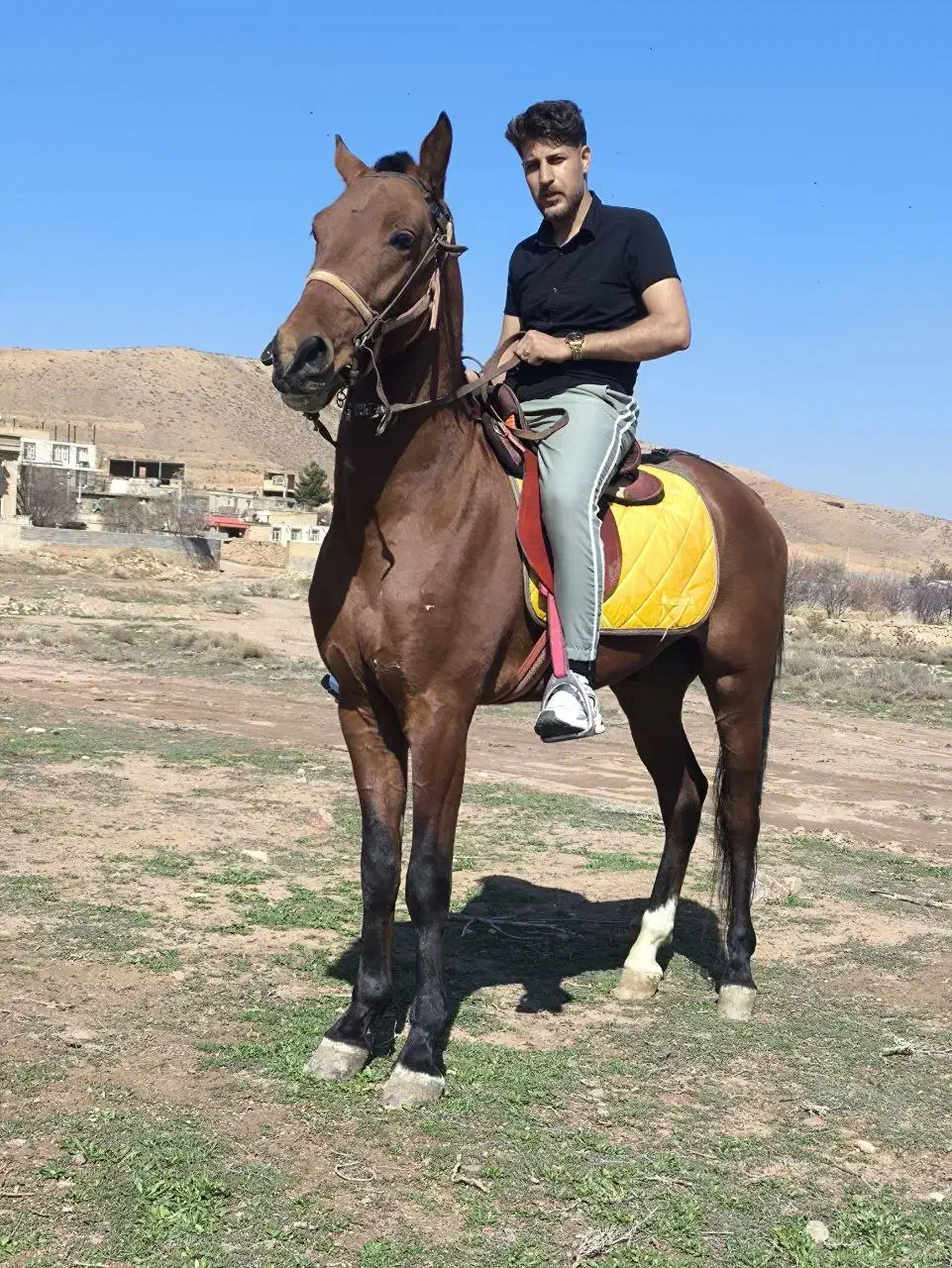 اسب نریون سه ساله ترکمن|اسب و تجهیزات اسبسواری|ملکآباد, |دیوار