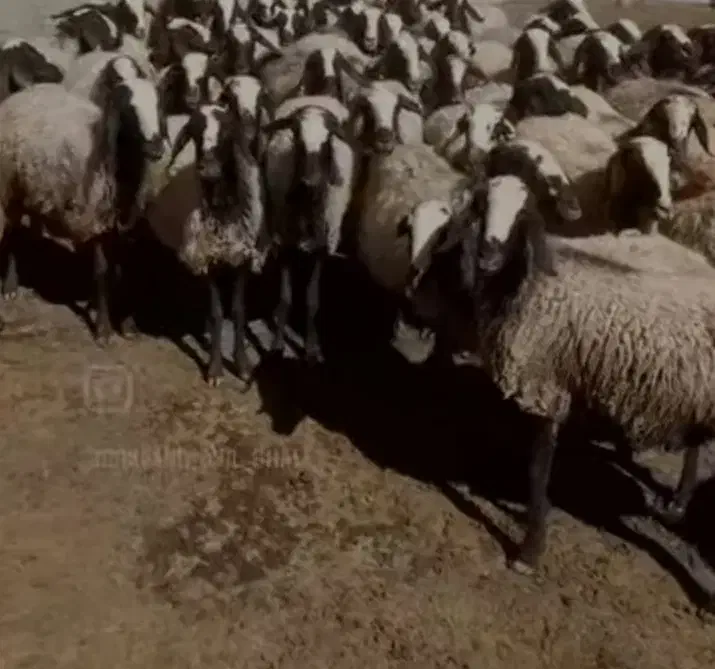 فروش میش اصیل شال|حیوانات مزرعه|شال, |دیوار