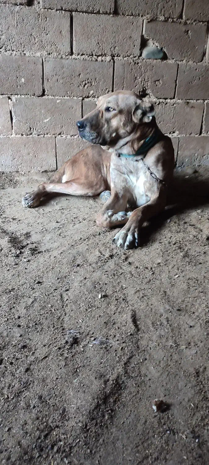 ماده خراسانی|سگ|تربت جام, معدآباد|دیوار