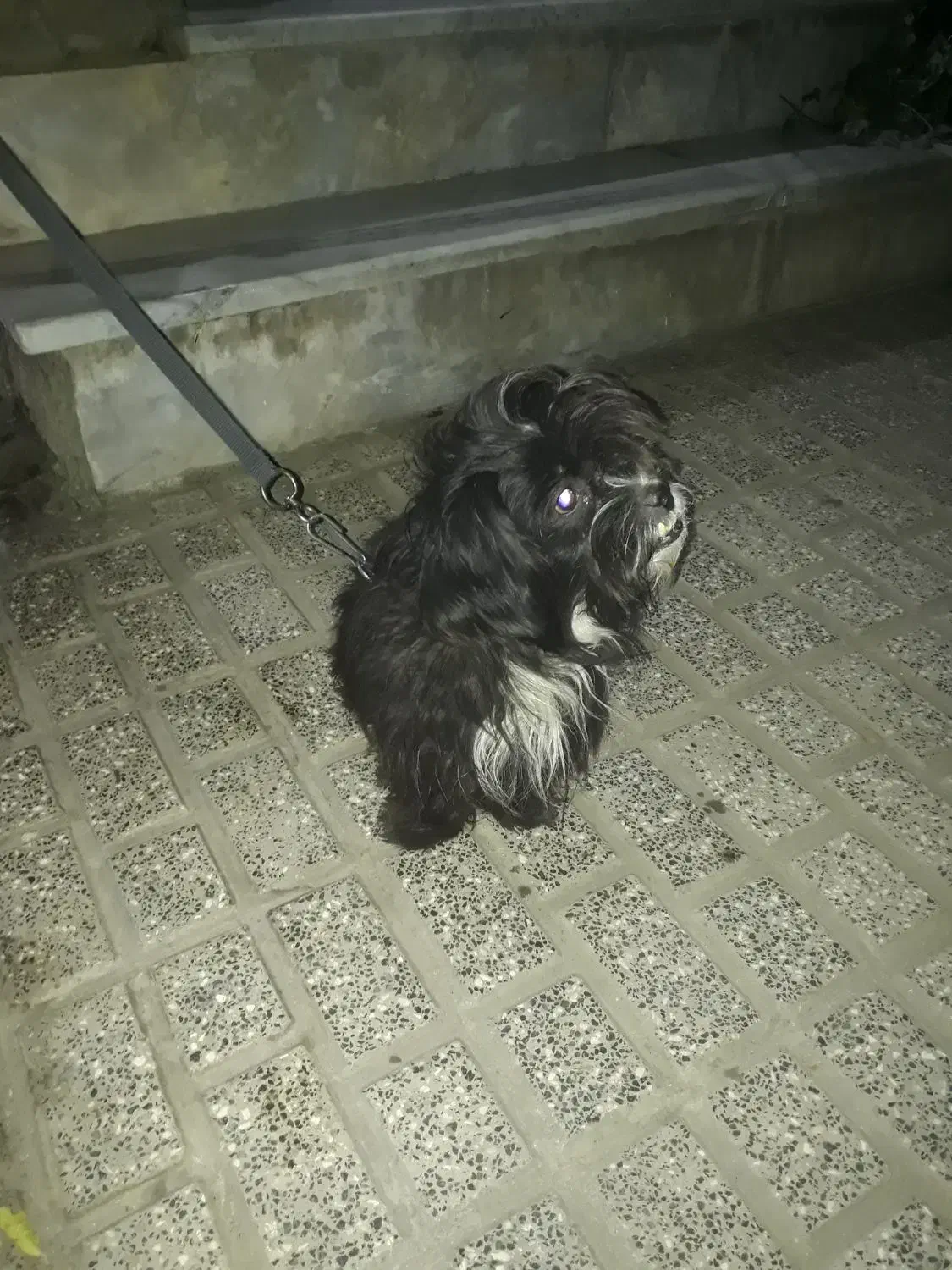 سگ  پشمالو|سگ|مینودشت, |دیوار