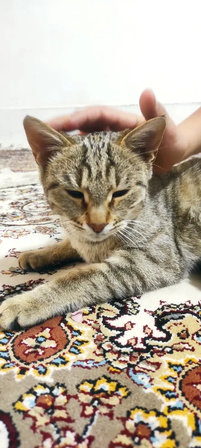 گربه خانگی|گربه|سنندج, |دیوار