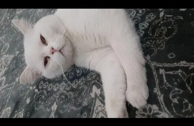 گربه اسکاتیش بیریتیش(بریتیش) سفید|گربه|کرج, کوی مهر|دیوار