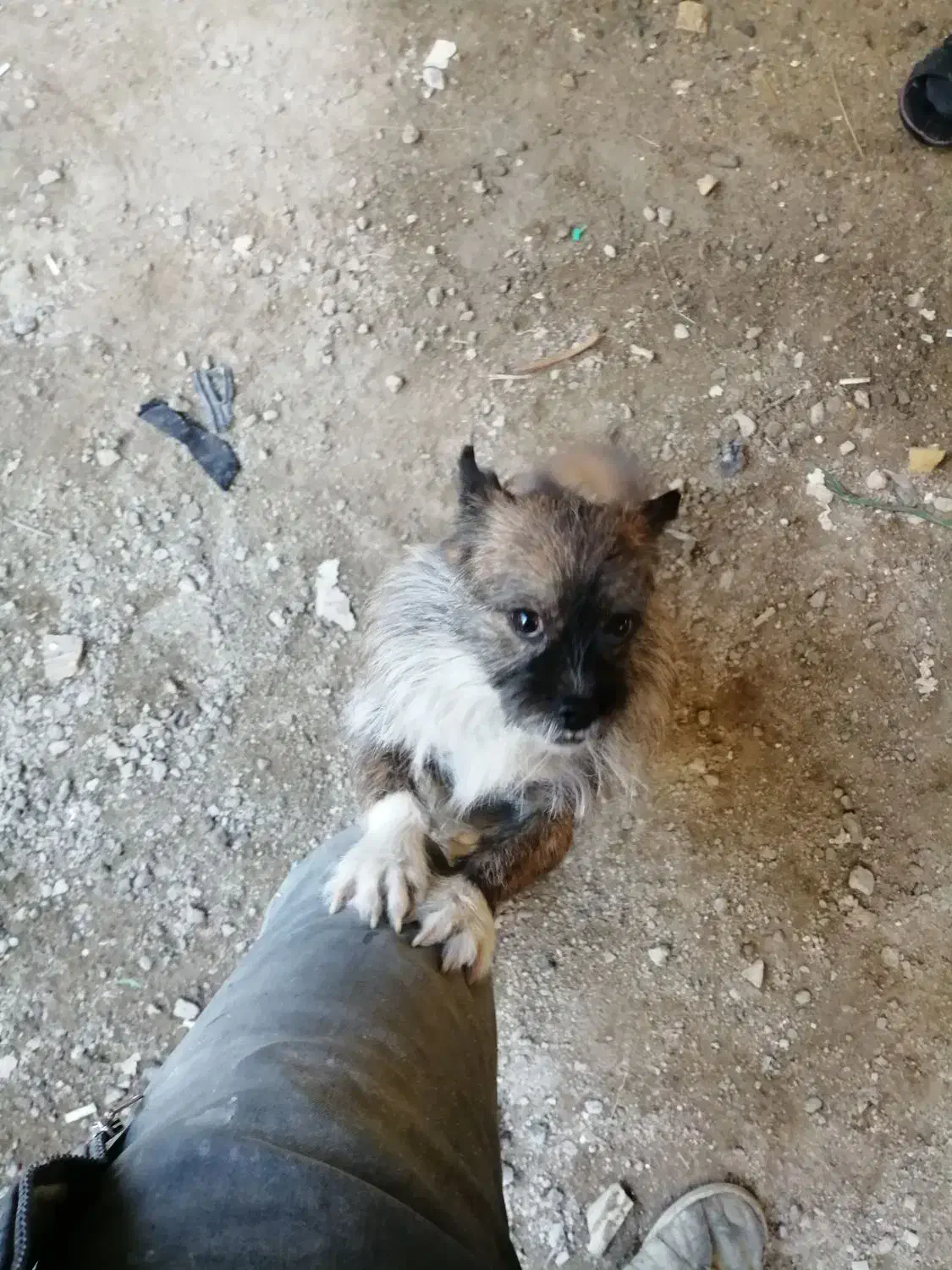 سگ ساکت حرف گوش کن آرام|سگ|بروجرد, |دیوار