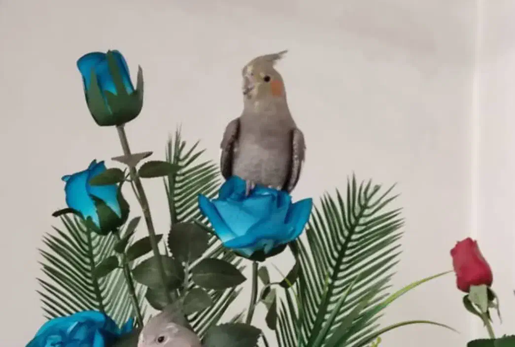 یک عدد عروس هلندی در میدان جانبازان گمشده|حیوانات|اردبیل, |دیوار