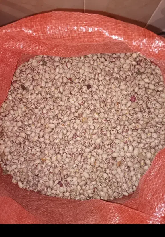لوبیا سفید ،چیتی و..|خوردنی و آشامیدنی|داران, |دیوار