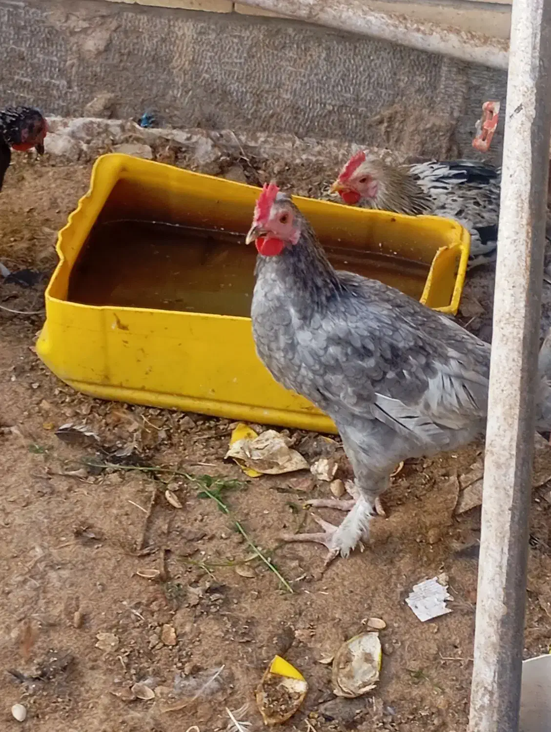 فروش خروس نژاد دارشهربابک|حیوانات مزرعه|شهر بابک, |دیوار