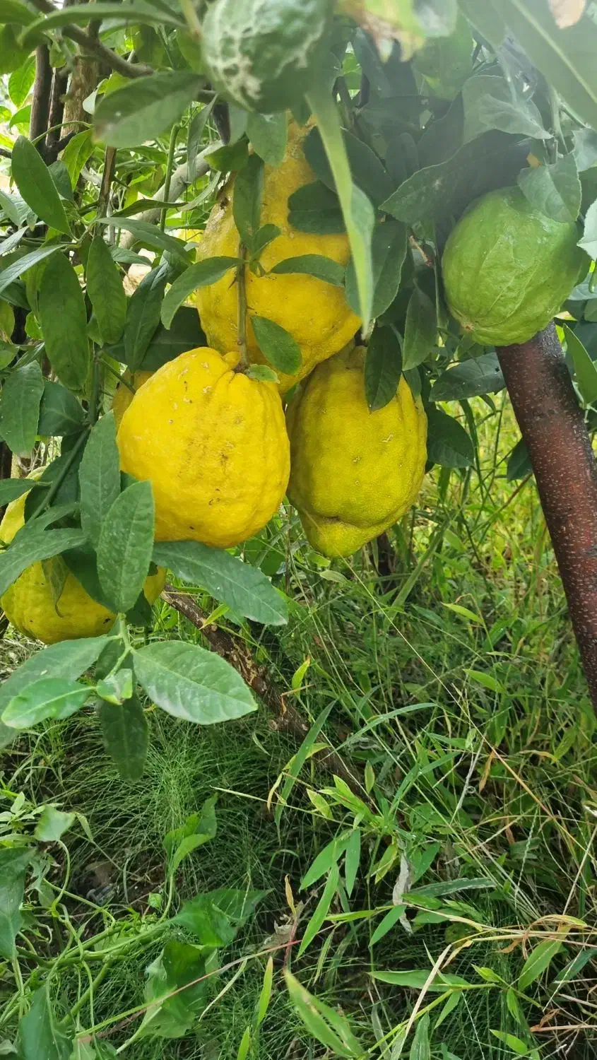 بالنگ|خوردنی و آشامیدنی|خرم‌آباد (تنکابن), |دیوار