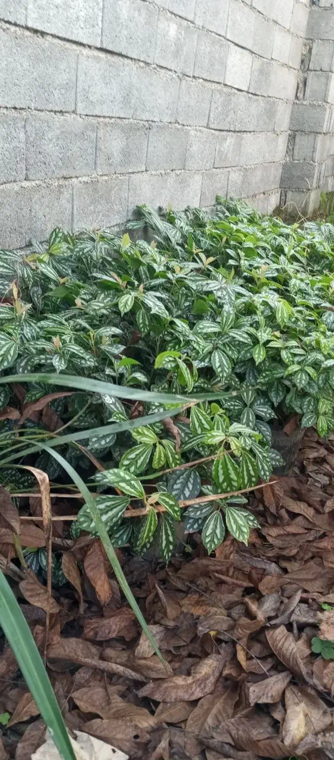 فروش گل پیل ا|گل و گیاه طبیعی|عباسآباد, |دیوار