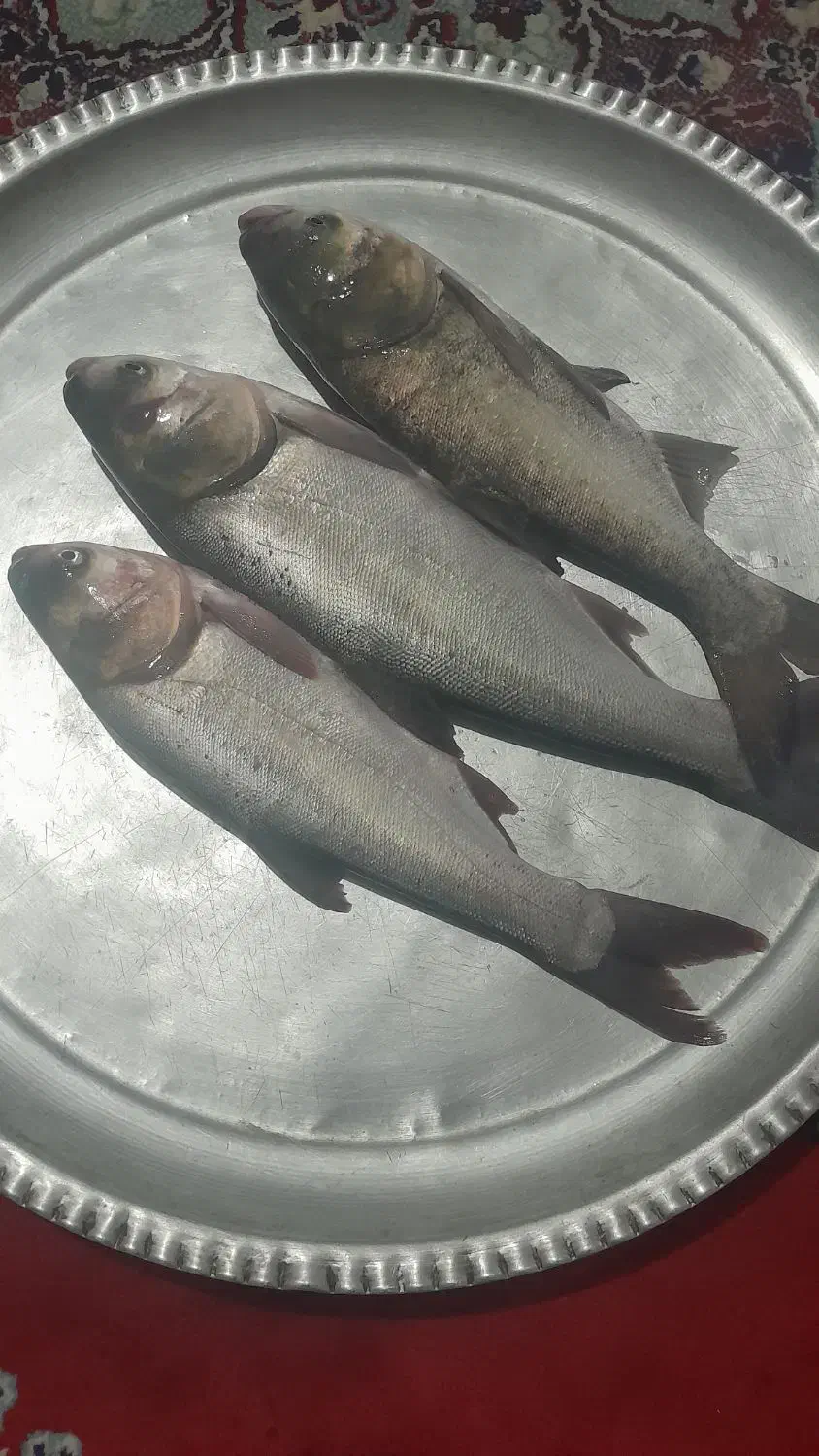 پخش ماهی زنده ارسال رایگان کیلوی ۱۶۰|ماهی|دورود, |دیوار