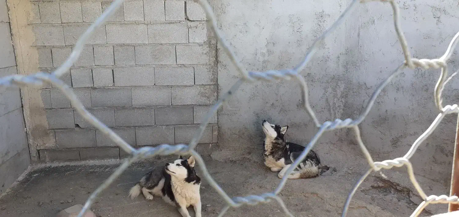 2عدد هاسکی نر سالم|سگ|بستان آباد, |دیوار