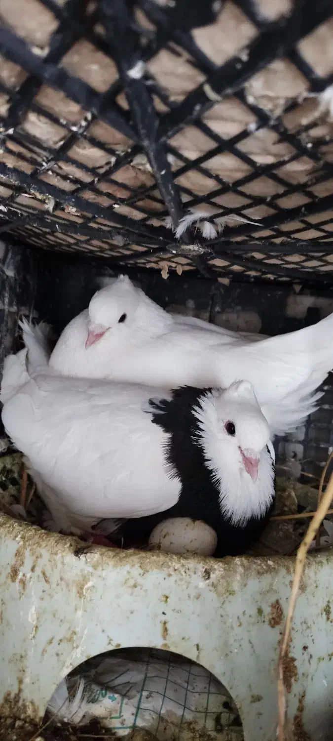 کبوتر|پرنده|اندیمشک, |دیوار