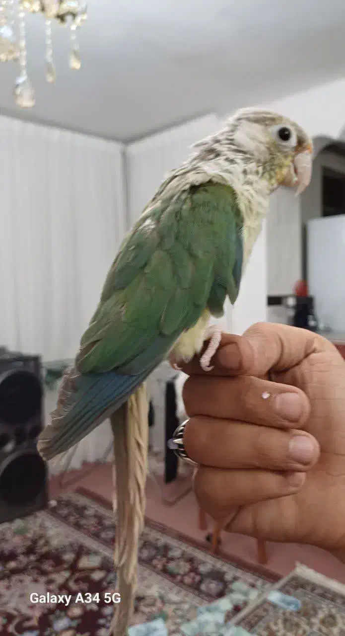 گرینچیک|پرنده|زنجان, |دیوار