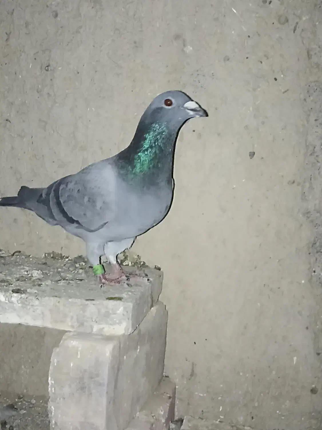 کبوتر مسافتی|پرنده|زهک, |دیوار