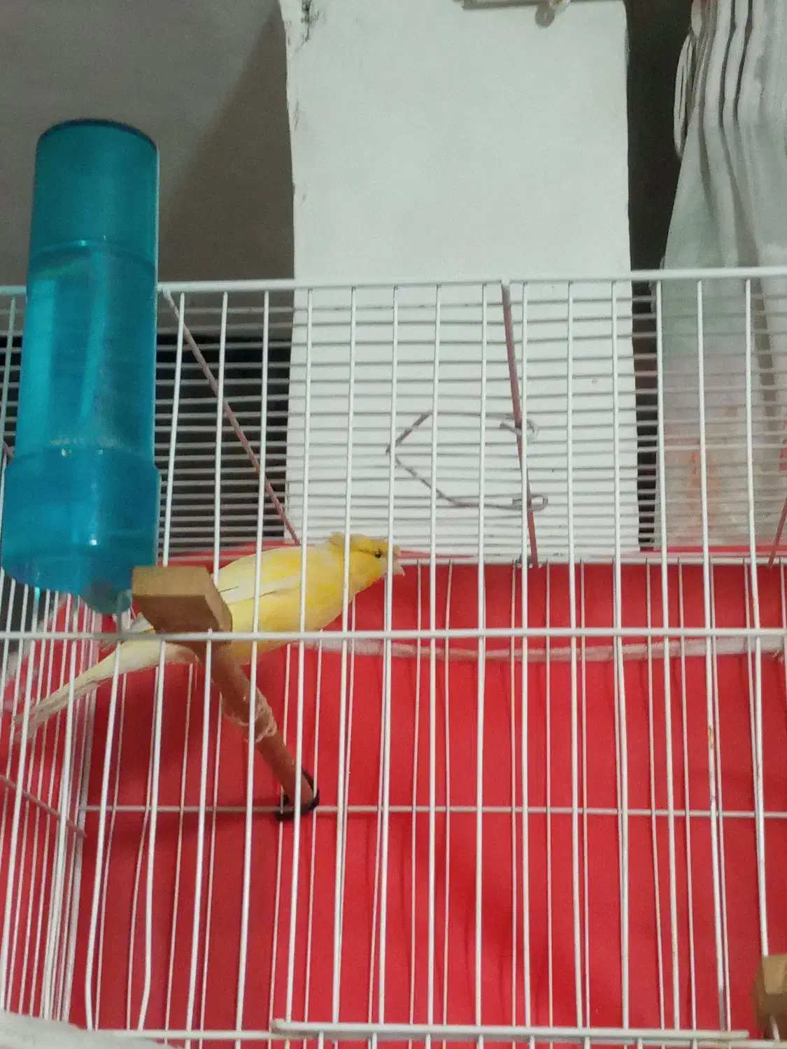 قناری کاکلی پرتقالی|پرنده|مشهد, شهید معقول|دیوار