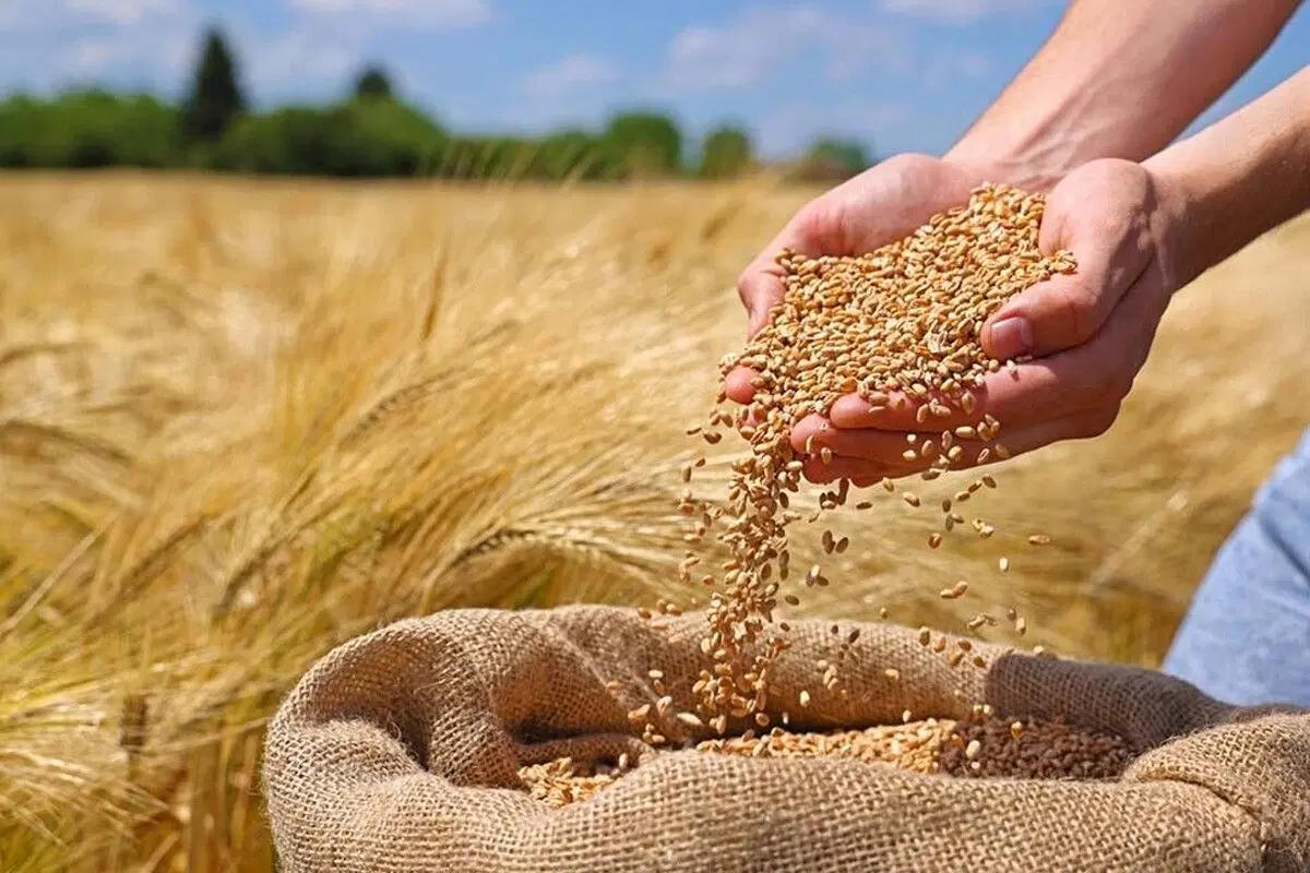 گندم|خوردنی و آشامیدنی|میلاجرد, |دیوار
