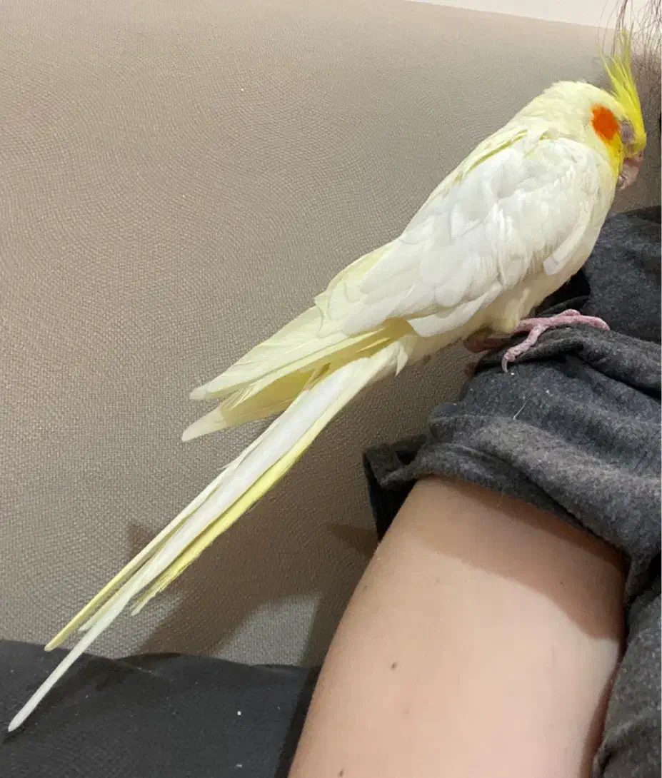 فروش عروس هلندی ماده لتینو بالغ اماده جفت گیری|پرنده|یزد, |دیوار