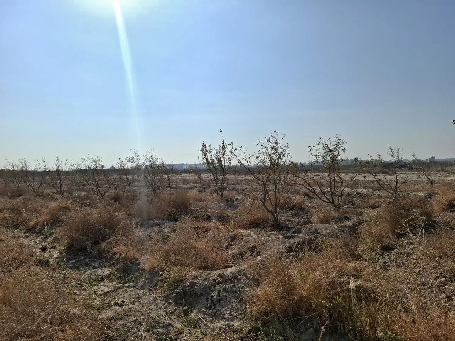 زمین کشاورزی|فروش زمین و ملک کلنگی|صباشهر, |دیوار