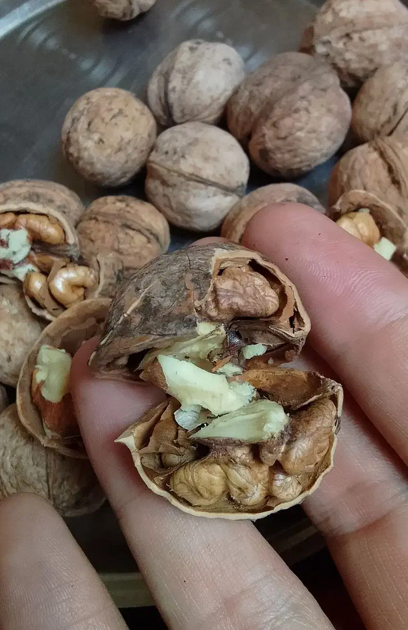 گردو کشمش شیره انگور آذربایجان|خوردنی و آشامیدنی|تهران, وصفنارد|دیوار