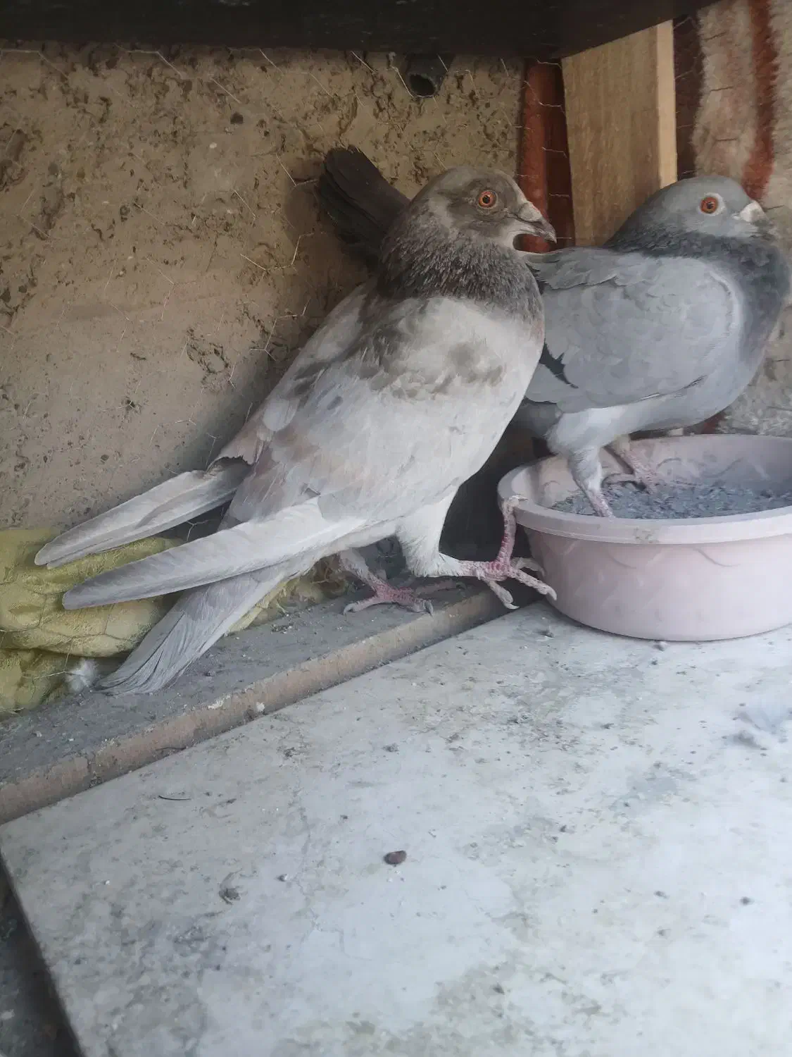 یه جفت پلاکی نر ماده|پرنده|خمینی‌شهر, |دیوار