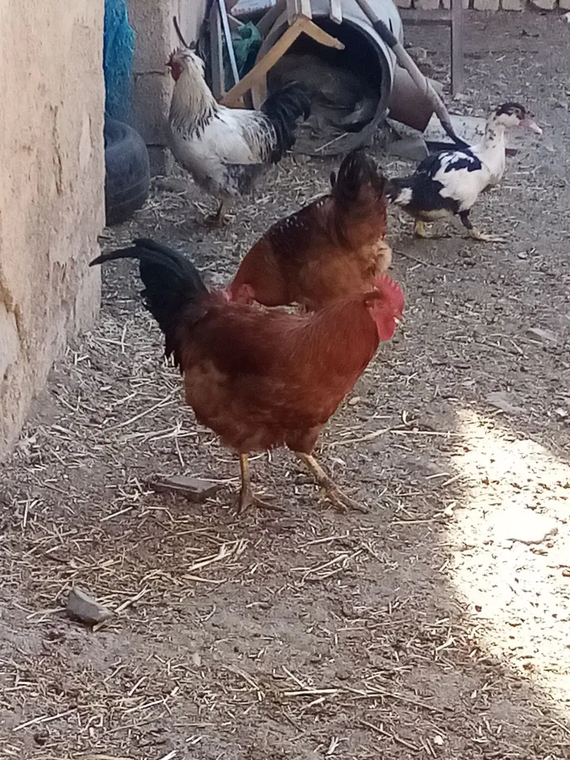 خروس وغاز محلی|حیوانات مزرعه|صائین قلعه, |دیوار