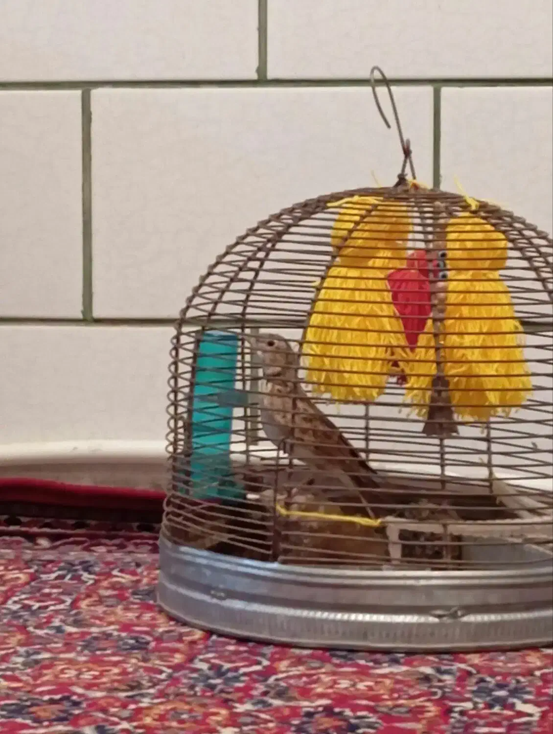 سهره خاکی و گلبسر|پرنده|کرمان, |دیوار