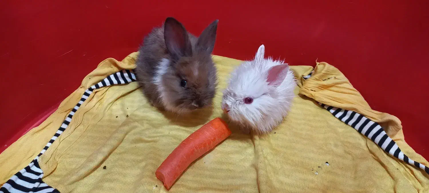 یک جفت خرگوش بسیار کوچک|موش و خرگوش|پرند, فاز ۶|دیوار