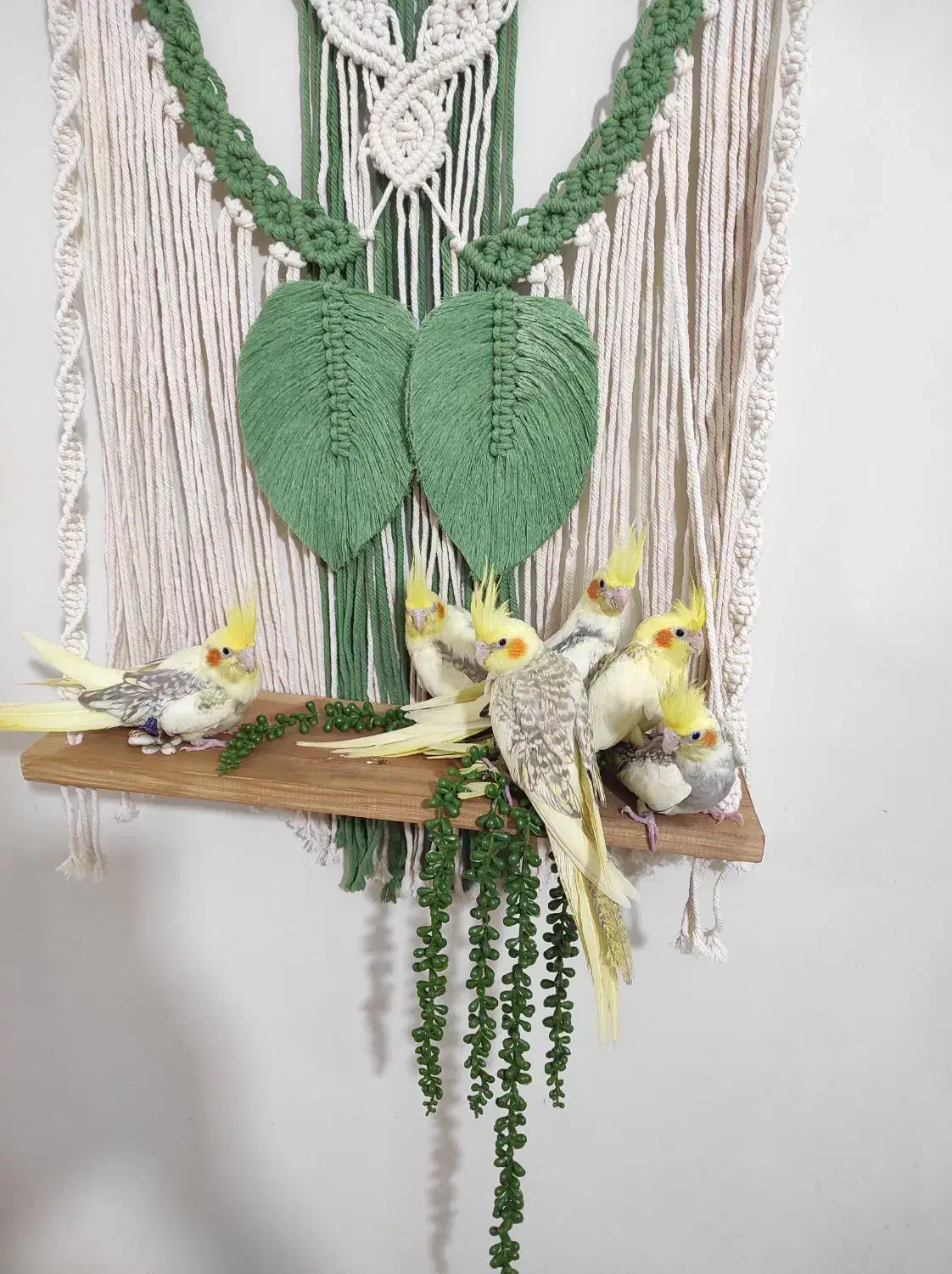 جوجه عروس رام و دستی|پرنده|لاهیجان, جمهوری|دیوار