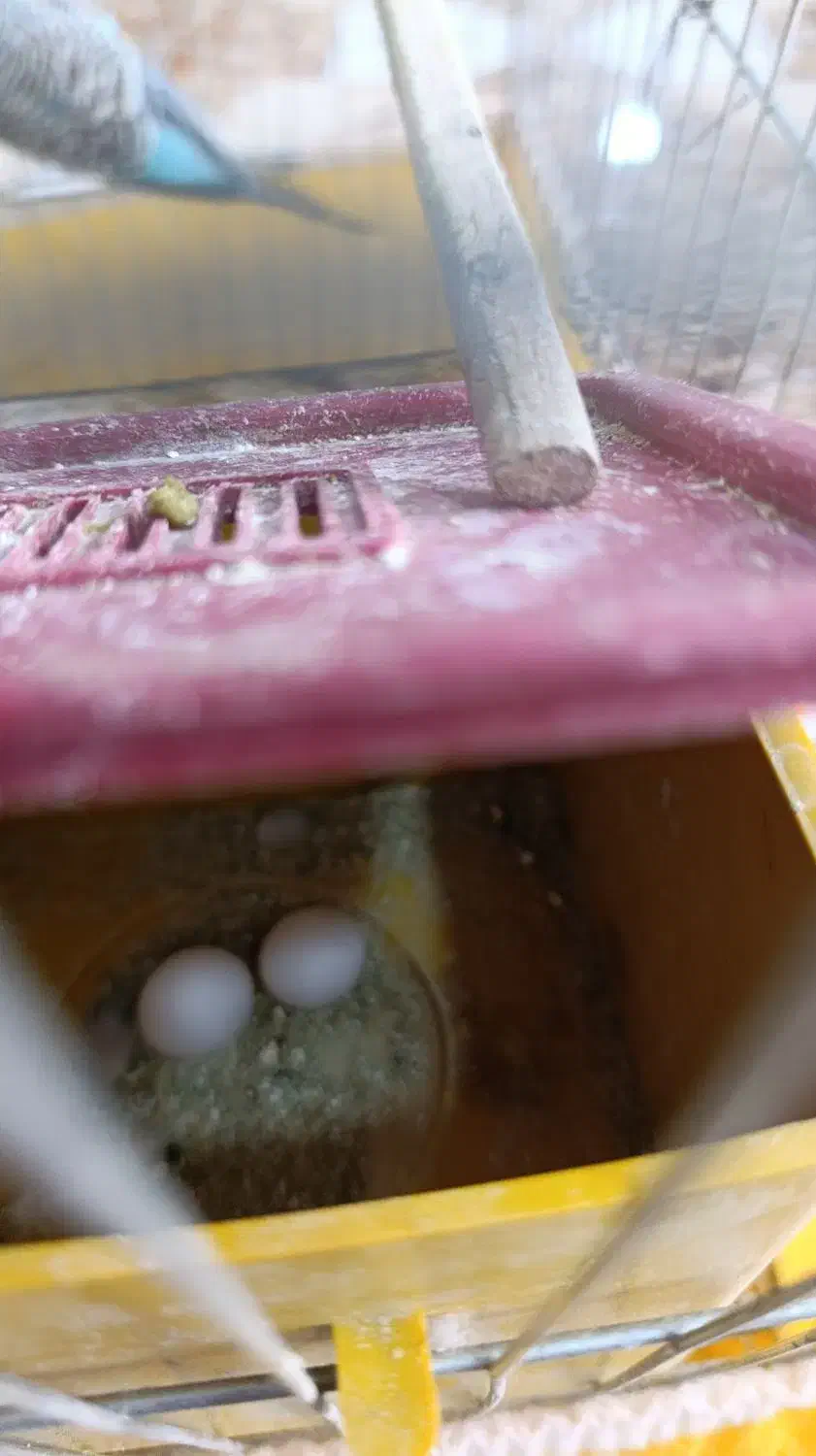 طوطی برزیلی.مرغ عشق|پرنده|ایذه, |دیوار