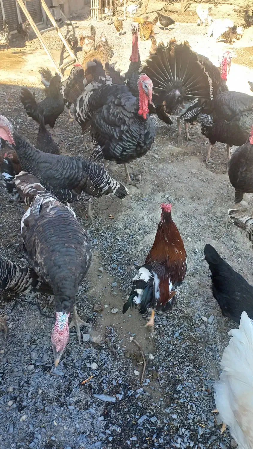 تعدادی خروس برهما بوقلمون نر سنگین وخروس گلین|حیوانات مزرعه|عجب شیر, |دیوار