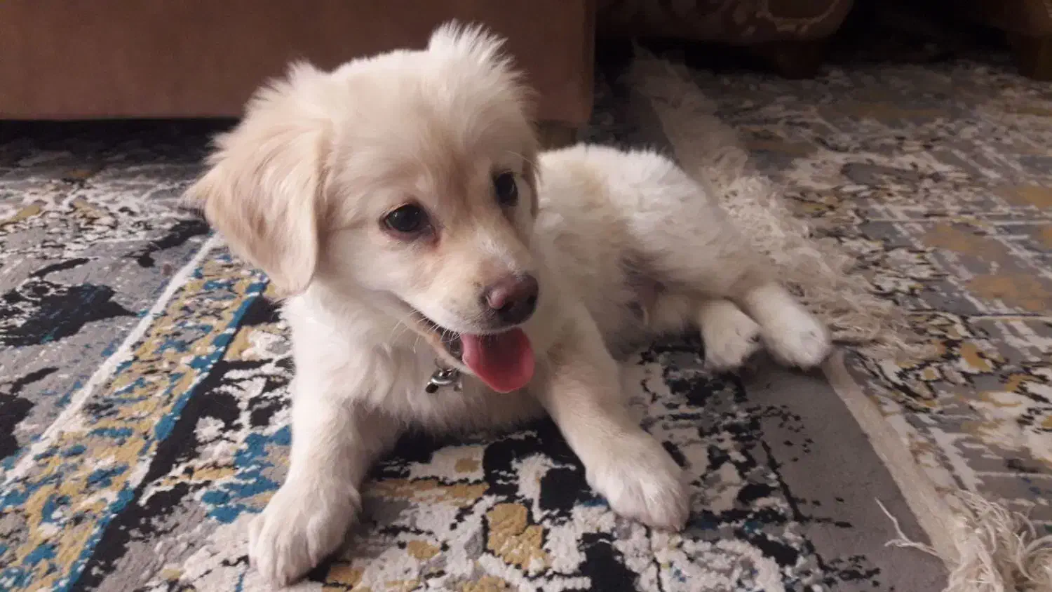 سگ پامر اشپتیز|سگ|اصفهان, پروین|دیوار