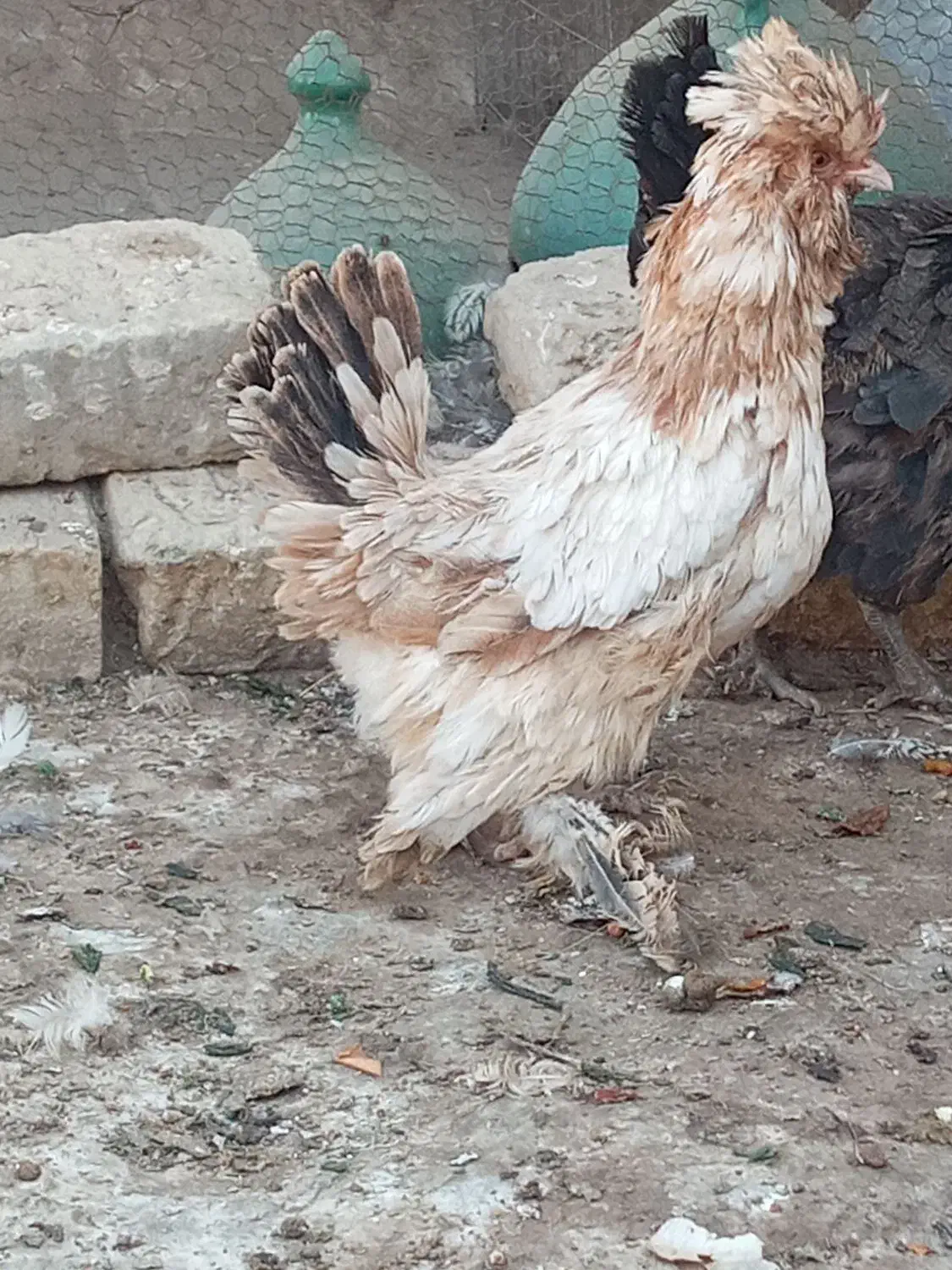 مرغ زینتی|حیوانات مزرعه|آران و بیدگل, |دیوار