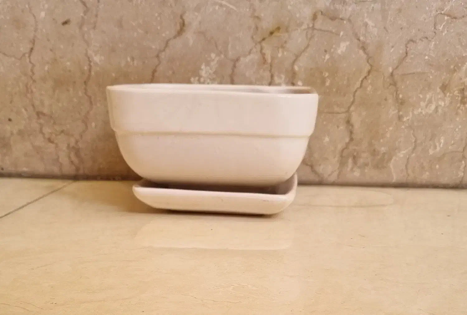 گلدان وگل|گل و گیاه طبیعی|اهواز, کوی باهنر|دیوار