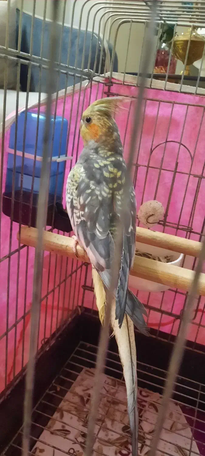 پرنده عروس هلندی|پرنده|قدس, شهرقدس|دیوار