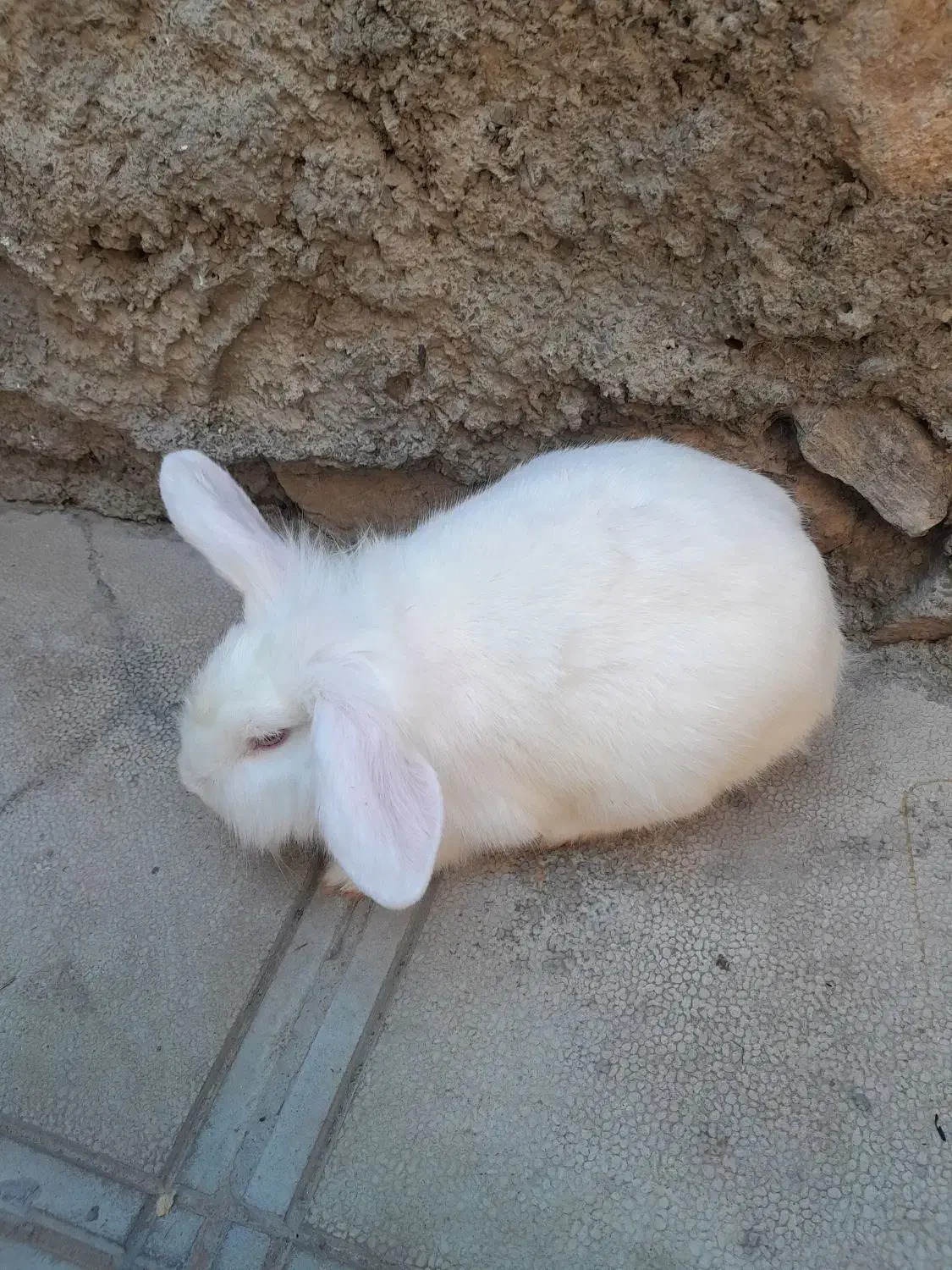 خرگوش لوپ|موش و خرگوش|مریوان, |دیوار