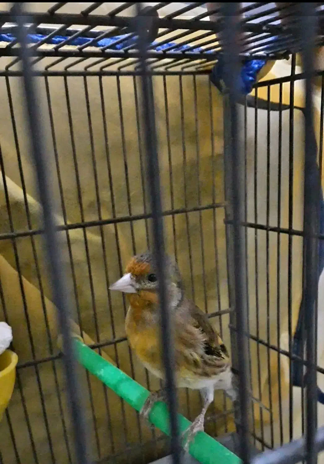 جوجه سهره قناری نر سرخ|پرنده|بروجرد, |دیوار