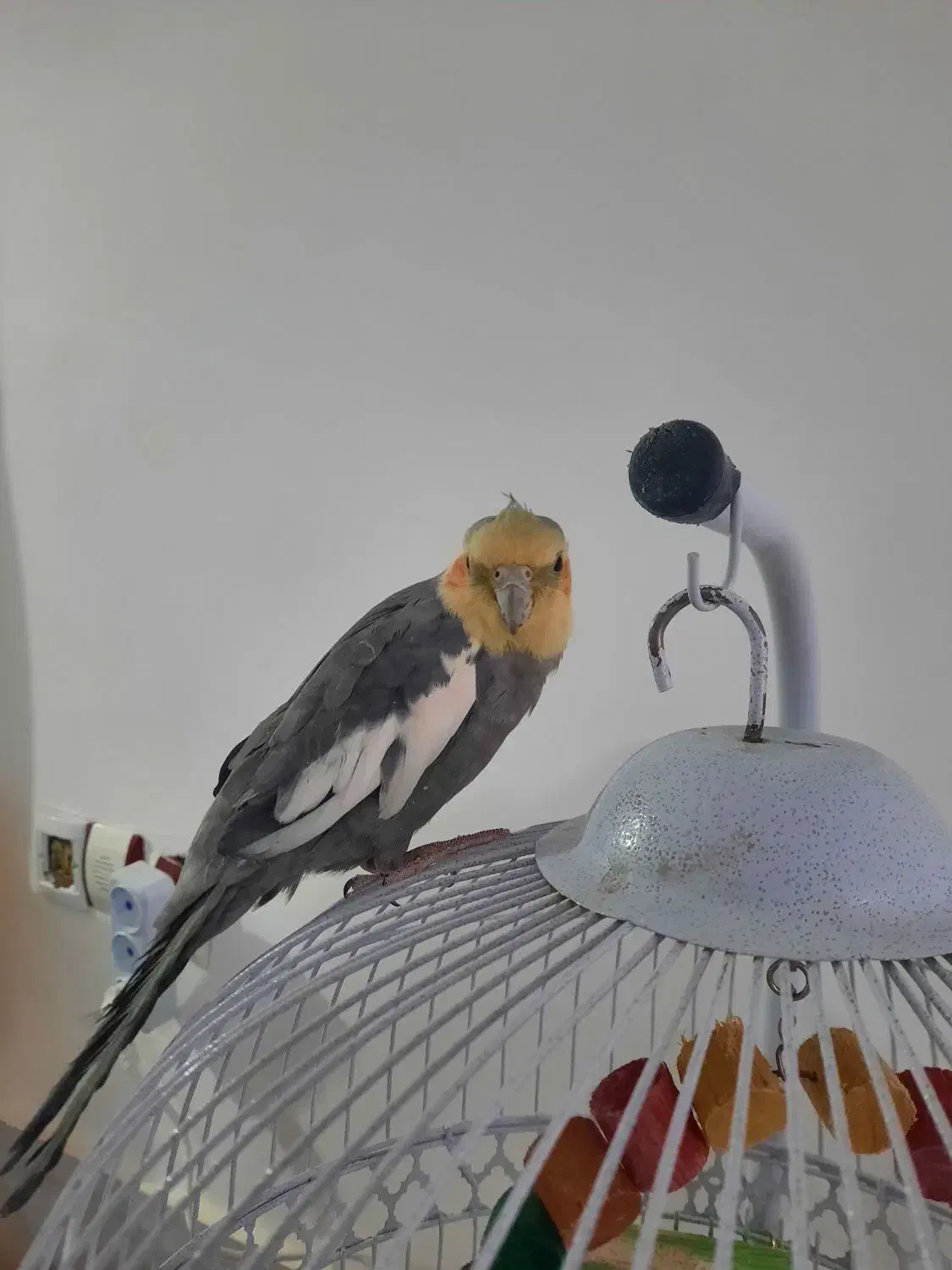 عروس هلندی|پرنده|تربت‌حیدریه, جانبازان|دیوار