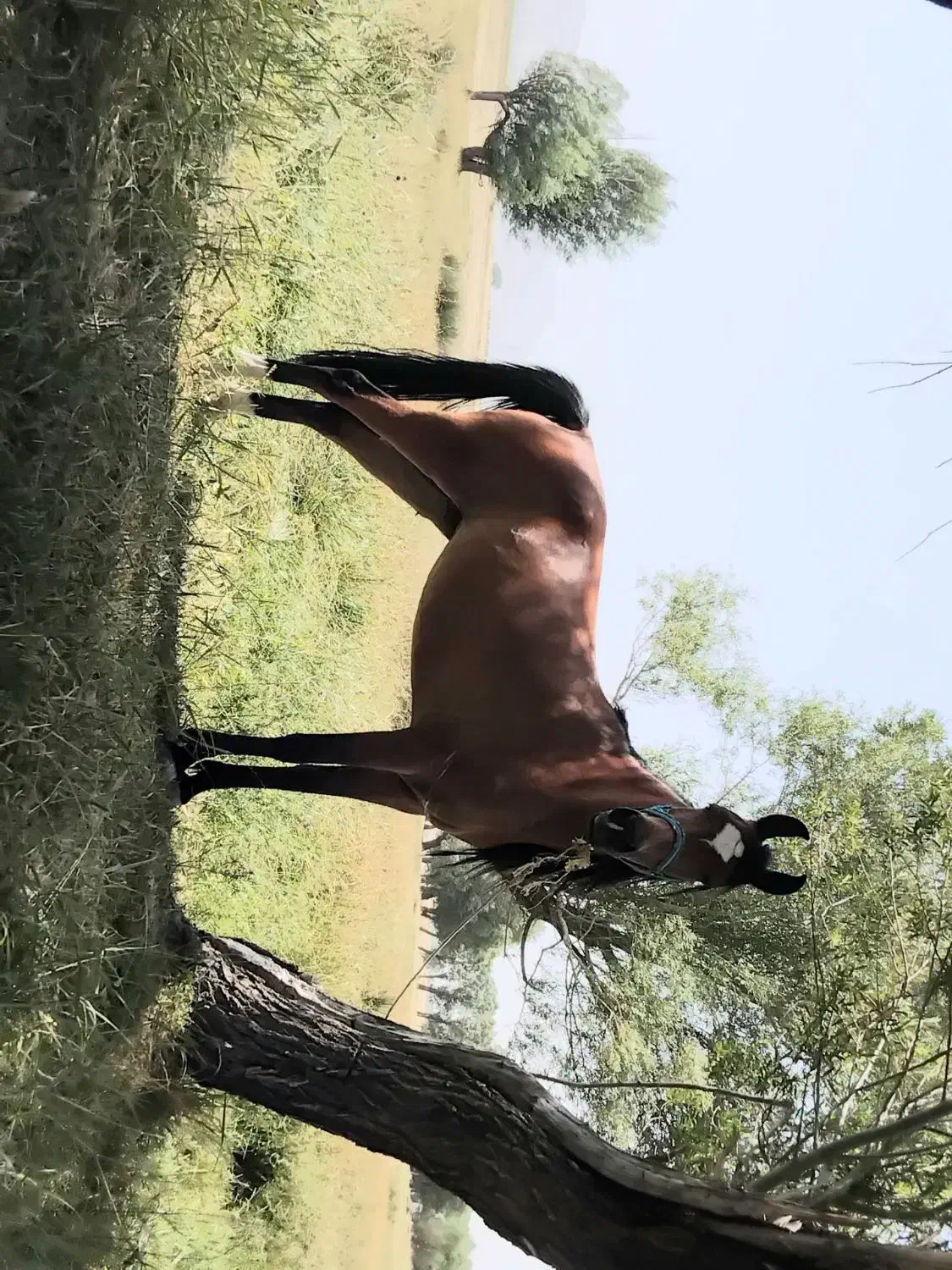 اسب|اسب و تجهیزات اسبسواری|بوئین و میاندشت, |دیوار