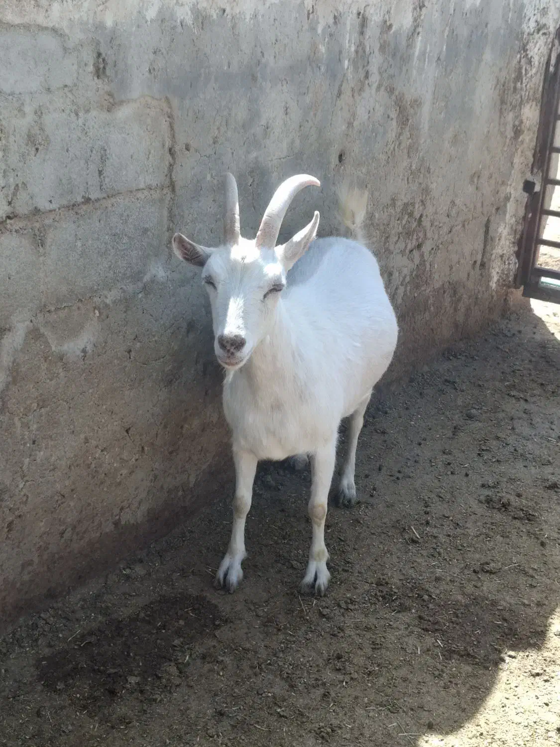 سانن بز|حیوانات مزرعه|شیراز, میانرود|دیوار