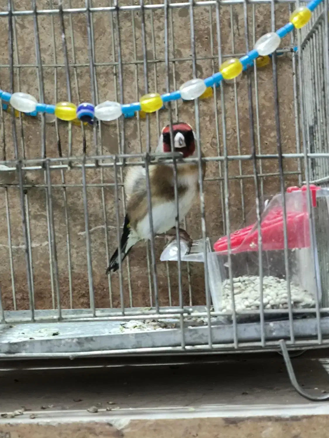 سهرهنر|پرنده|رباطکریم, شترخوار|دیوار