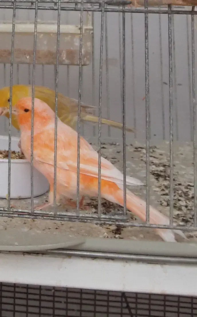 فروش قناری جفت وتک|پرنده|حمیدیا, |دیوار