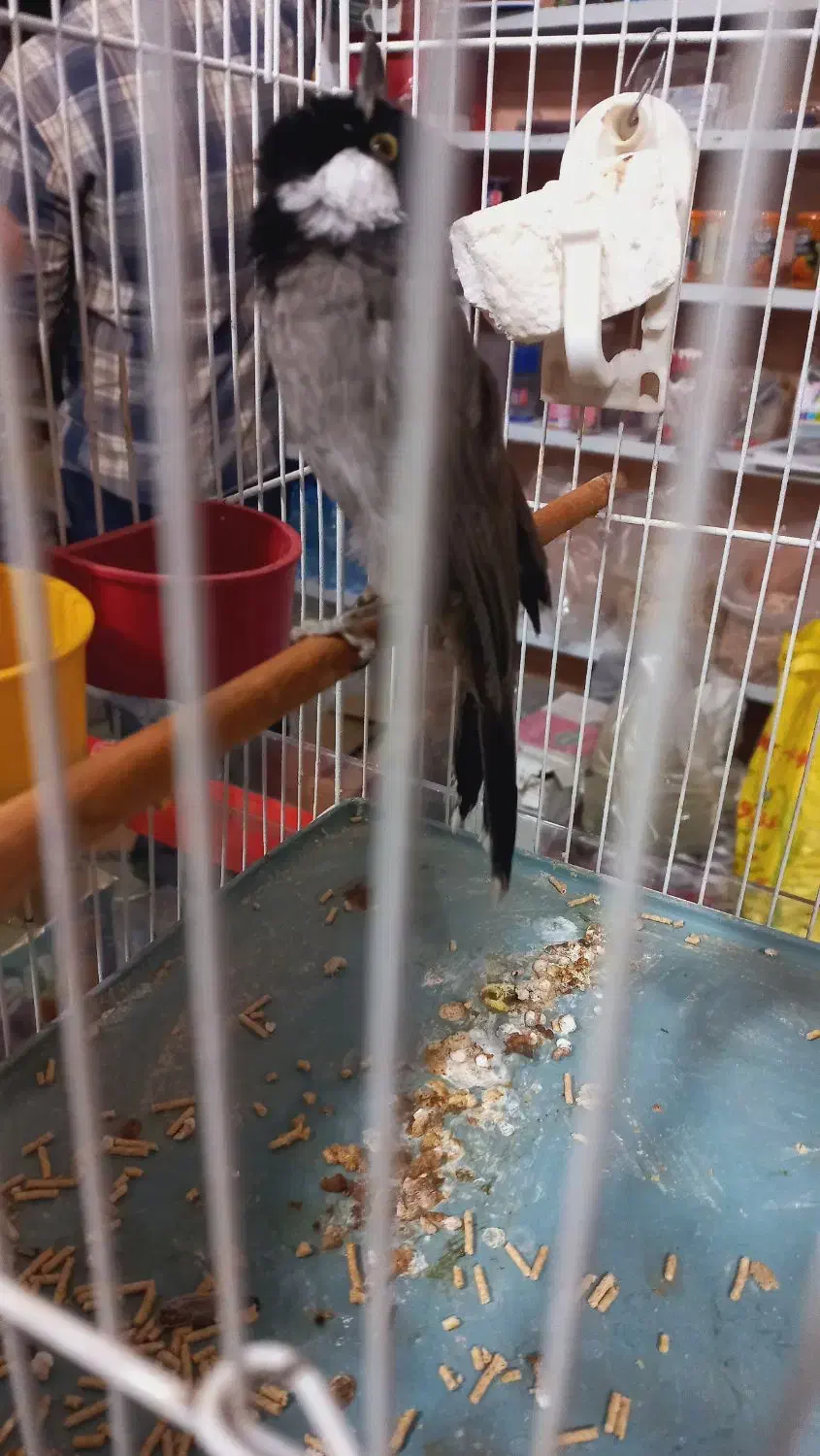 قناری|پرنده|کارون, |دیوار