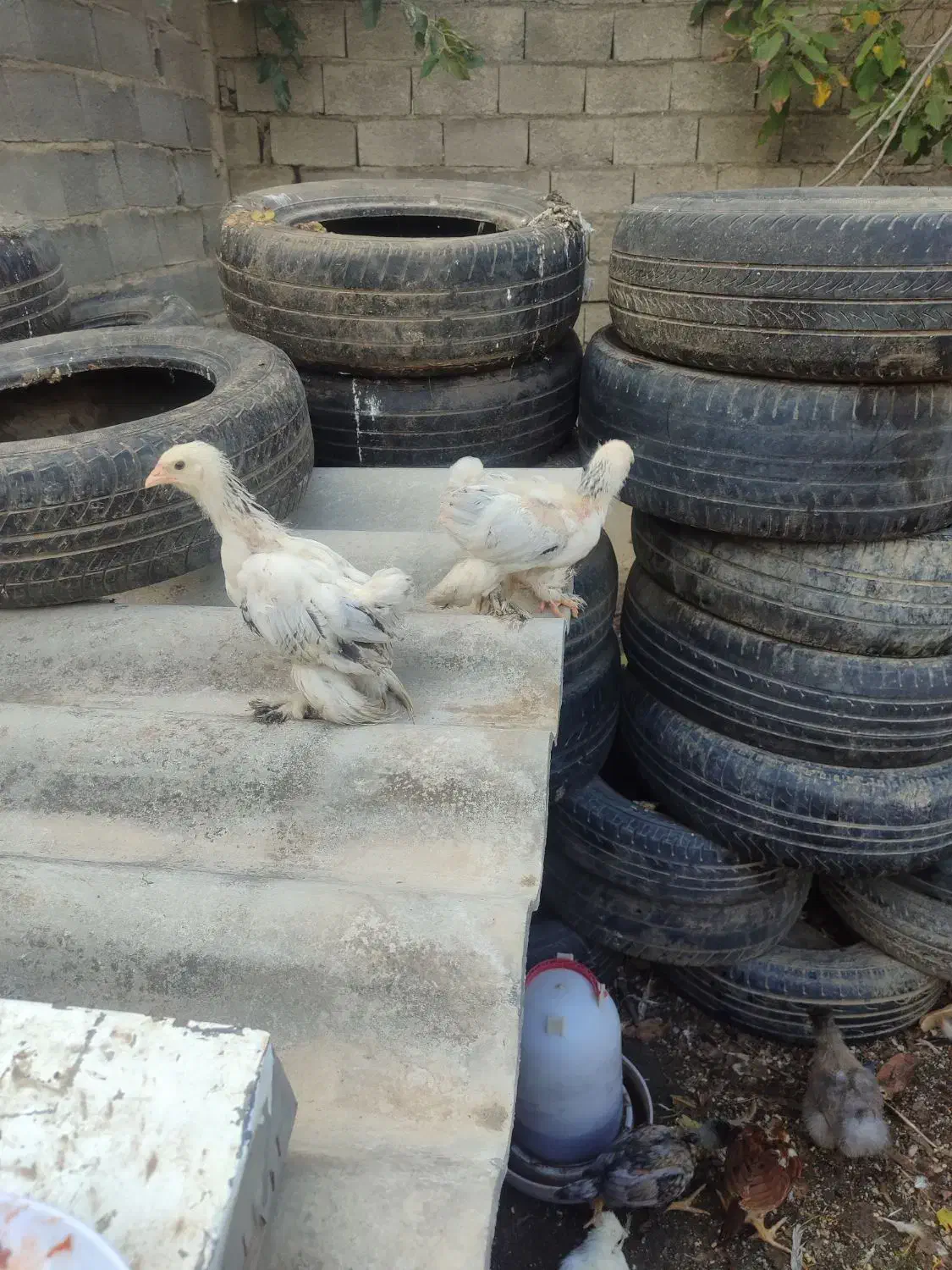 جوجه ابریشمی و برهما|حیوانات مزرعه|رامیان, |دیوار