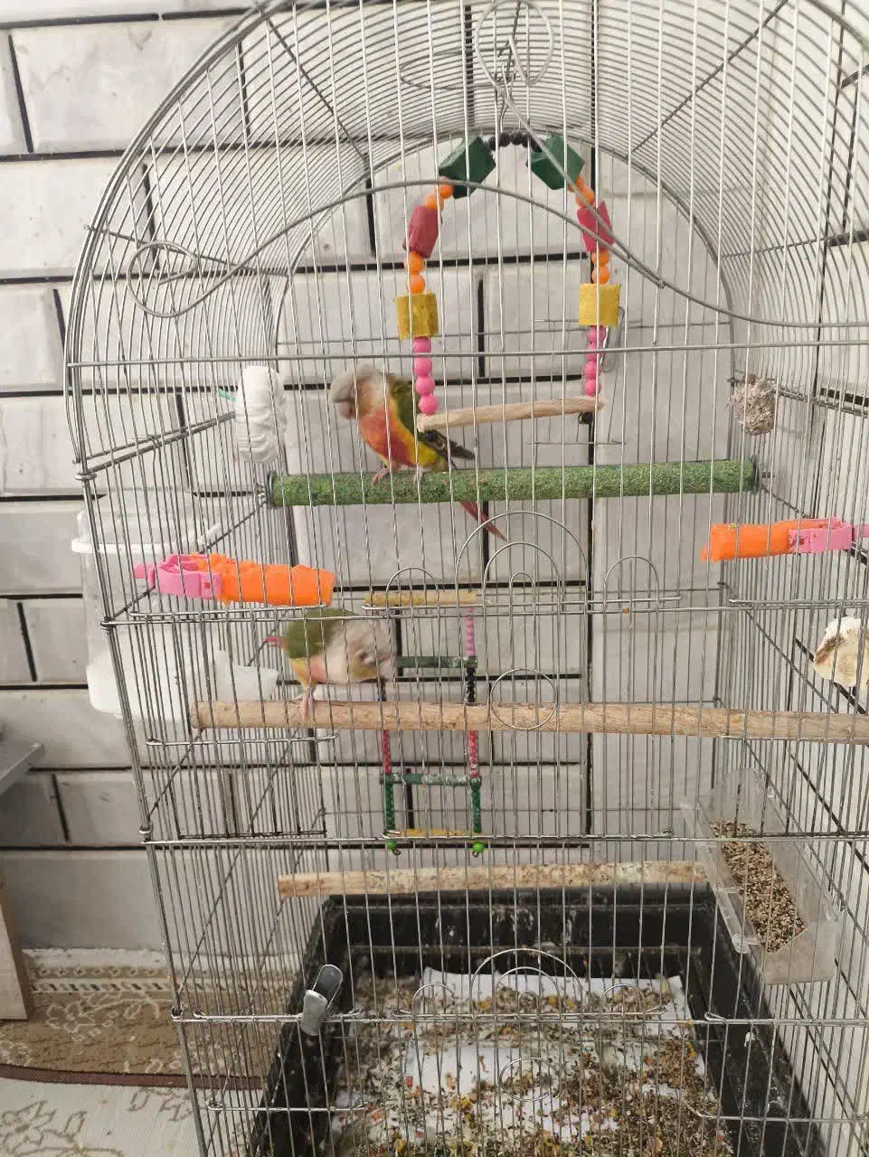 طوطی گیرینچیک آناناسی دبل رد مولد صد در صد|پرنده|اصفهان, فرودگاه شهید بهشتی|دیوار