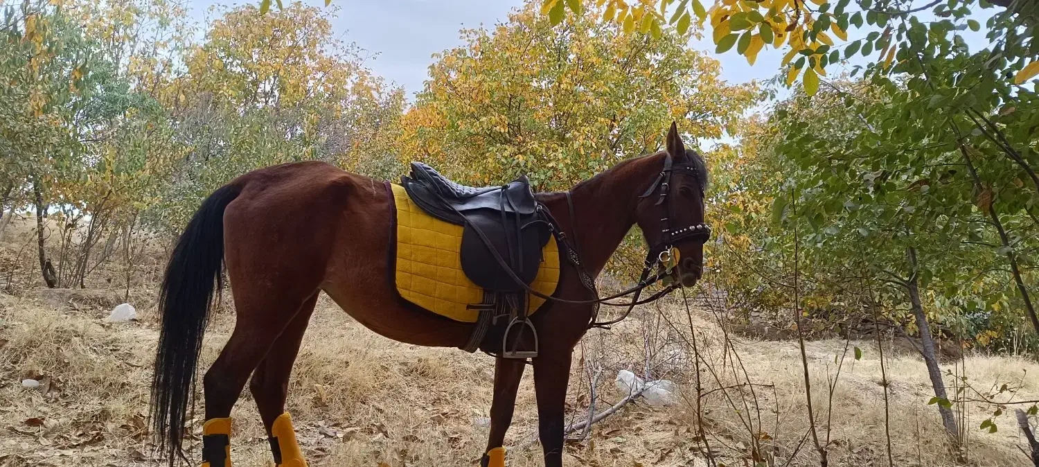 فروش اسب کهر نژاد کرد|اسب و تجهیزات اسبسواری|مراغه, |دیوار