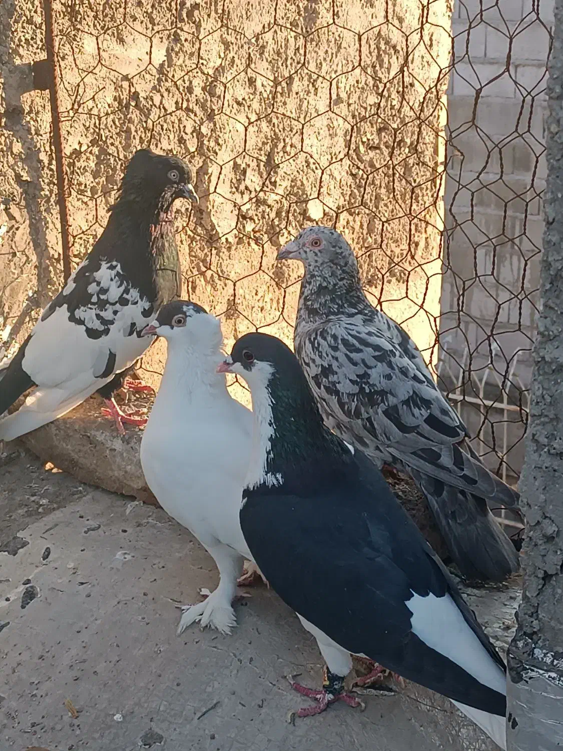 کبوتر بوم پرشی|پرنده|بجنورد, |دیوار