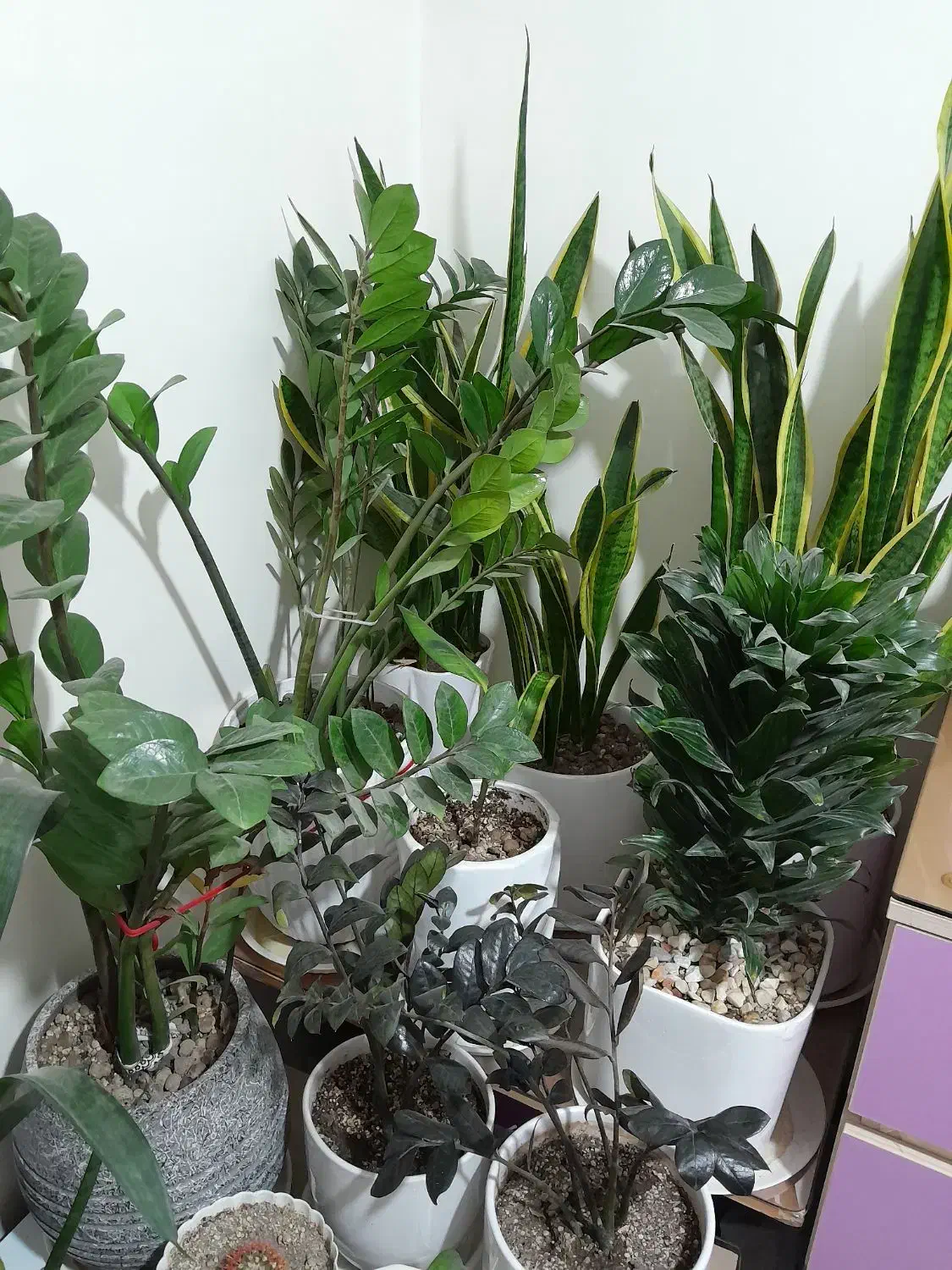 گل و گیاه|گل و گیاه طبیعی|فردیس, طالقانی|دیوار