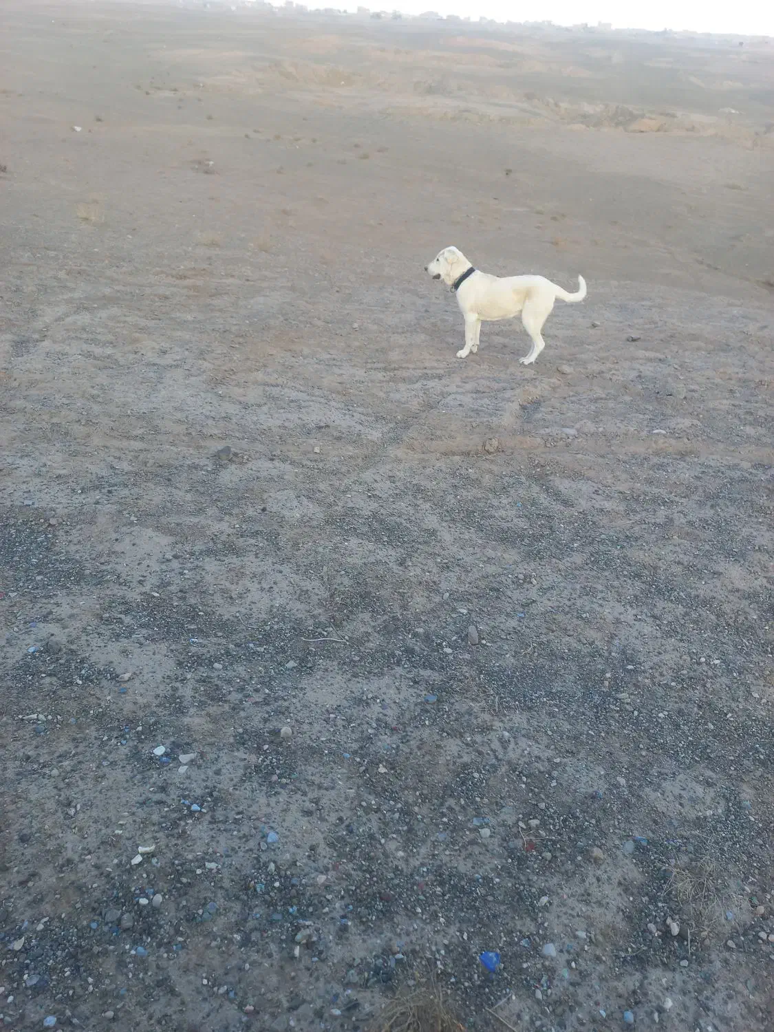 سگ سرابی اصیل شیش ماه|سگ|سبزوار, جوادیه شرقی|دیوار