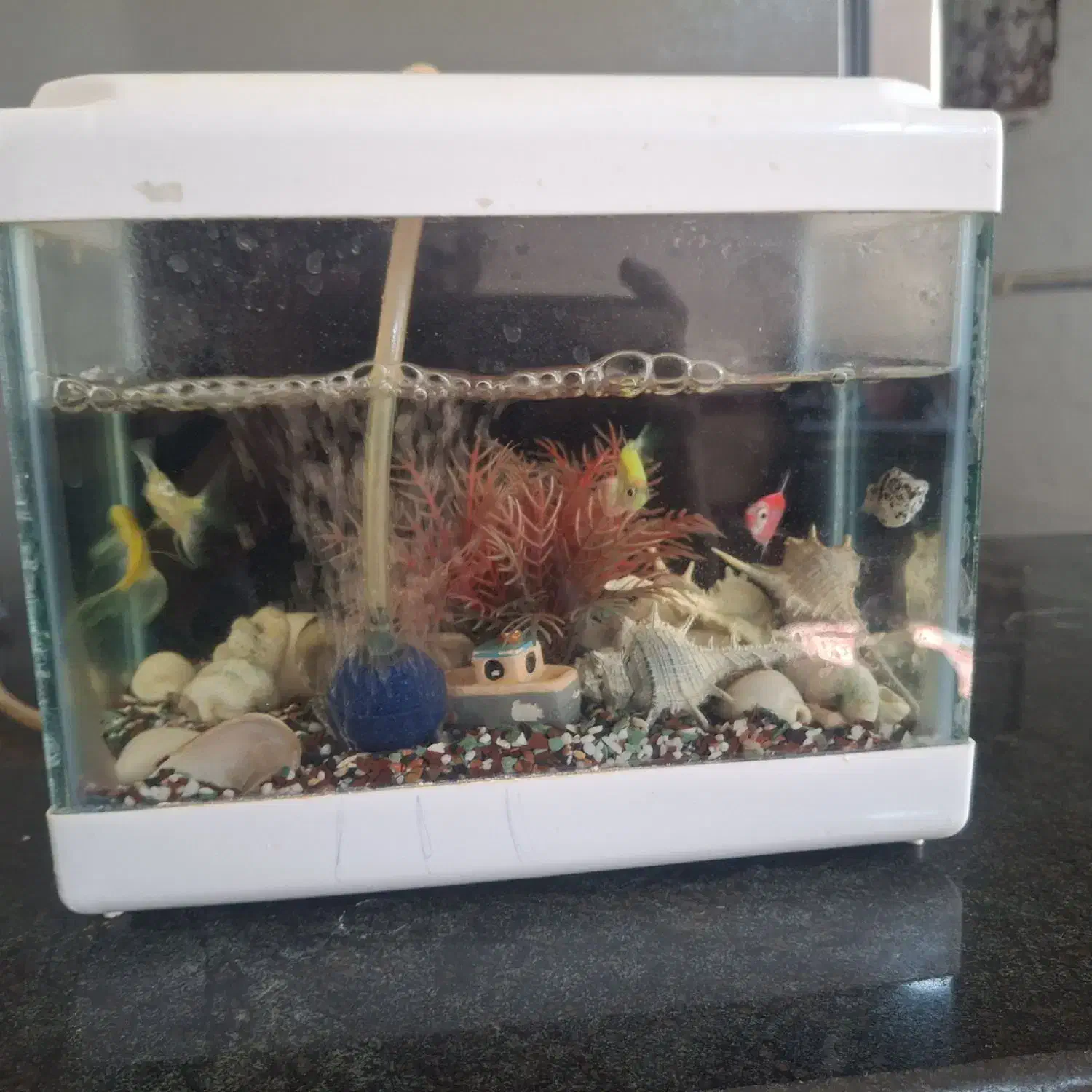 آکواریم|ماهی|خرم‌آباد, |دیوار