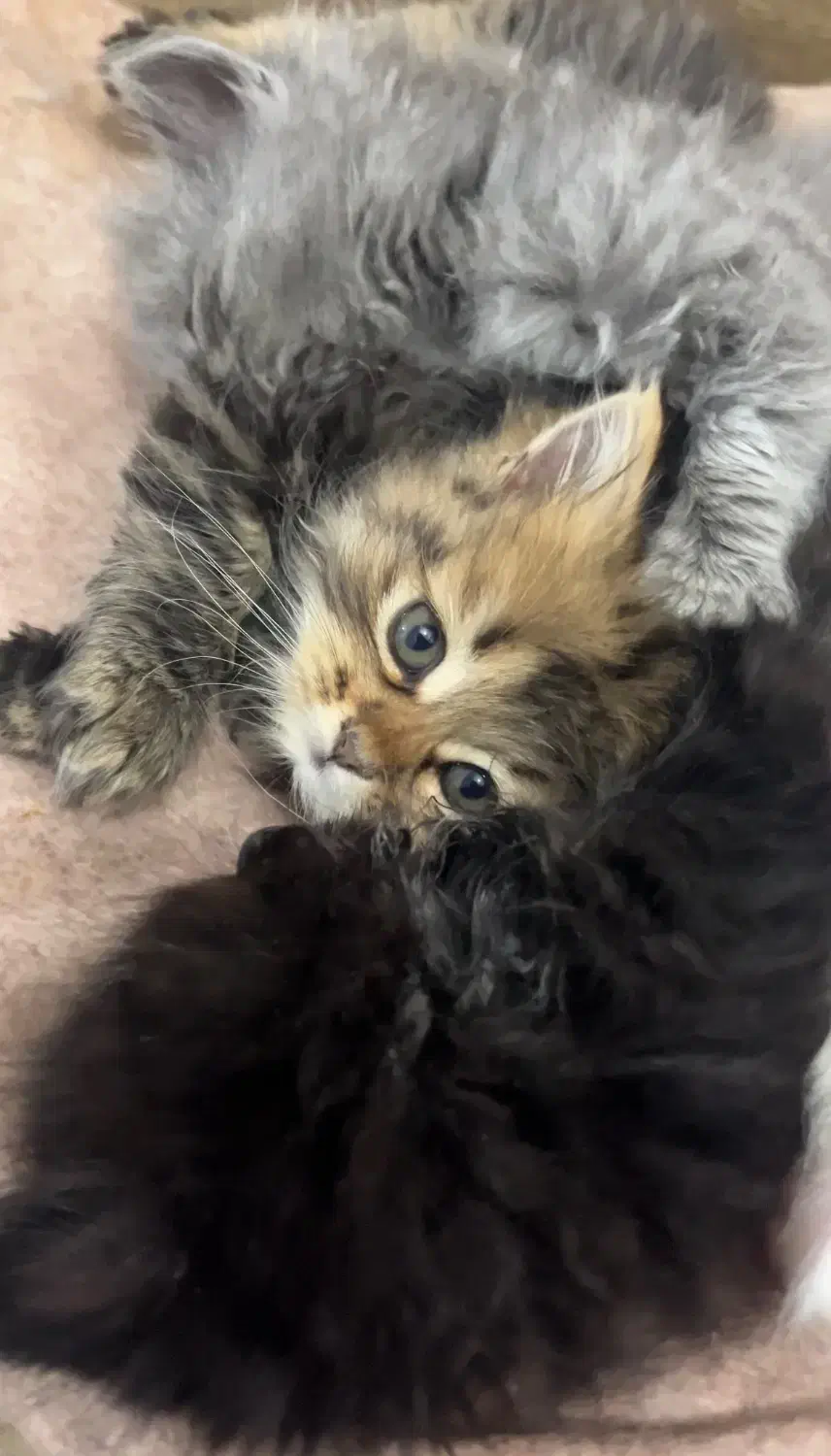 بچه گربه نژاد اسکاتیش چینچیلا|گربه|بندرعباس, |دیوار